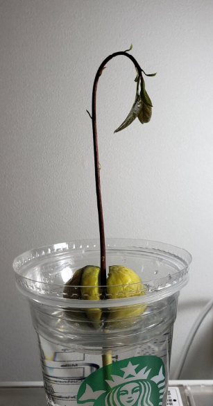 植え替え準備中 元seの電機メーカ営業があわあわしてる いろいろあったけどすべては心の持ちよう