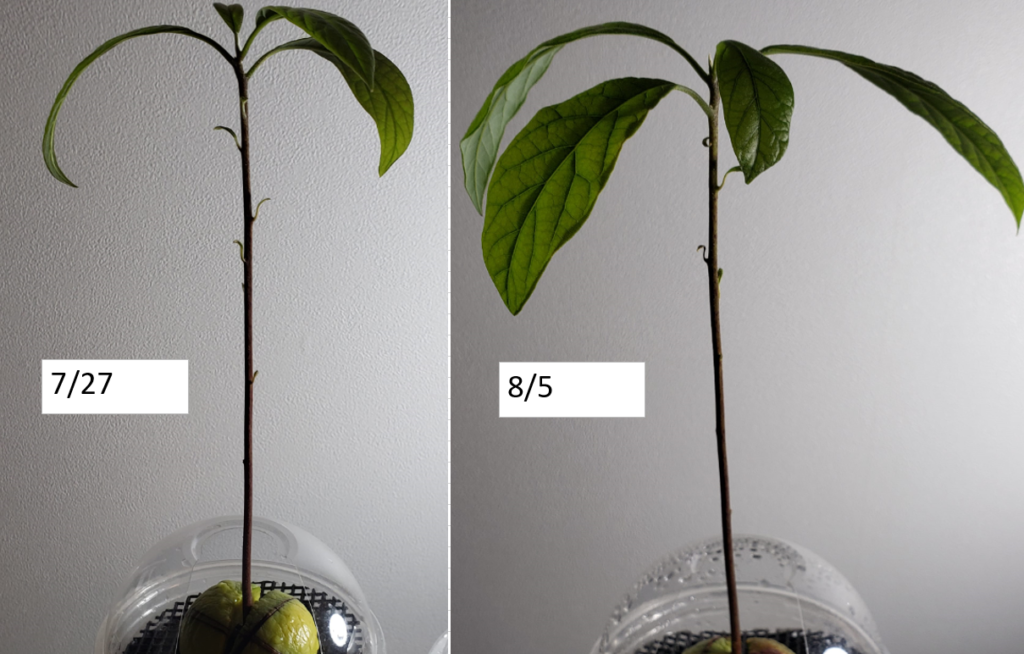 アボカドを 土に 植え替えました 元seの電機メーカ営業があわあわしてる カインズありがとうございます アボカドを 土に 植え替えました 元seの電機メーカ営業があわあわしてる カインズありがとうございます